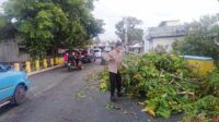 Polres Bersama Pemkot Kotamobagu Sigap Evakuasi Pohon Tumbang, Warga Diimbau Waspada Angin Kencang