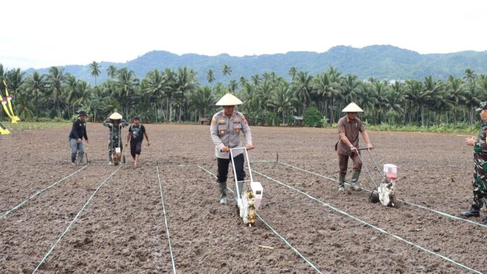 Kebut Swasembada Pangan Nasional, Kapolres Kotamobagu dan Forkopimda Laksanakan Penanaman Jagung Serentak Kuartal III